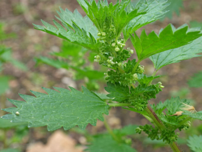 Urtica urens - Annual Nettle