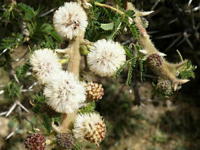 Vachellia abyssinica - Flat Top Acacia