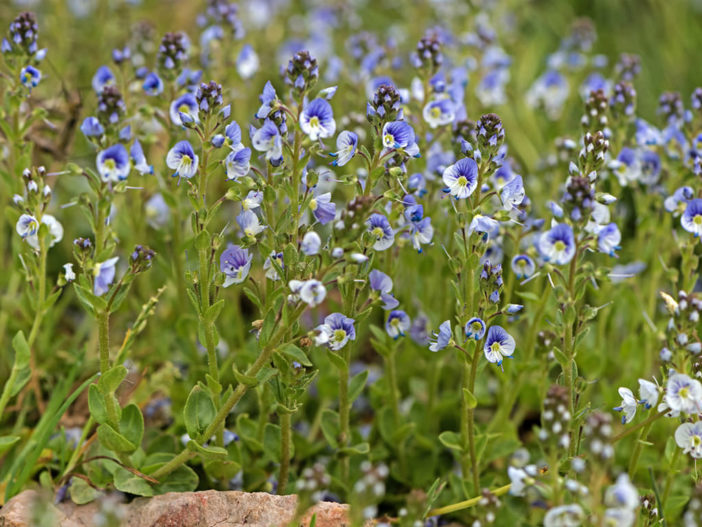 Veronica serpyllifolia - Thyme-leaved Speedwell