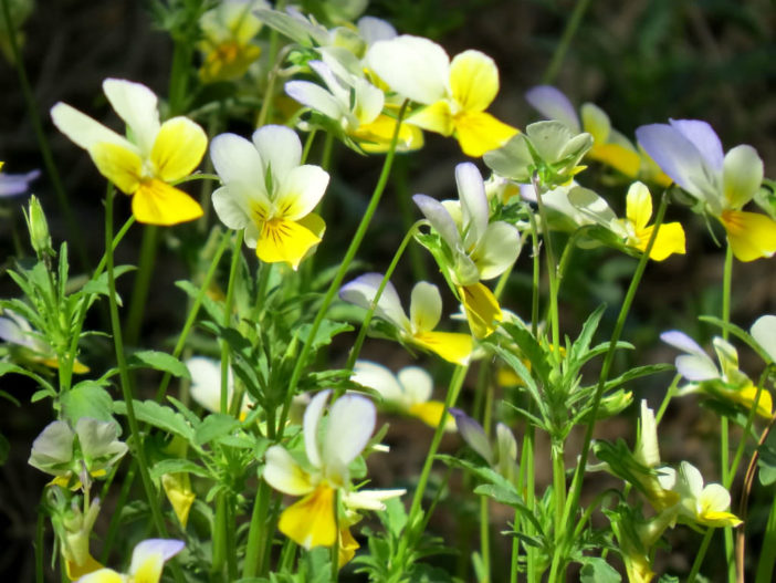 Viola arvensis - European Field Pansy