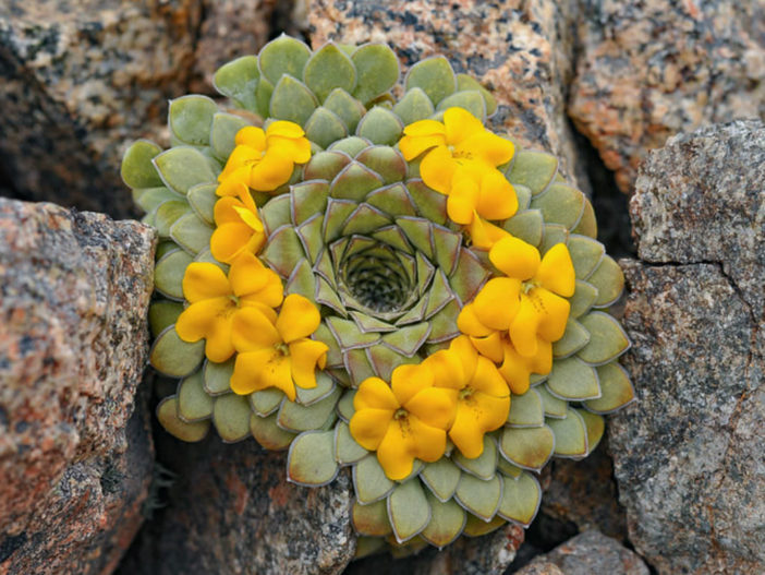 Viola coronifera