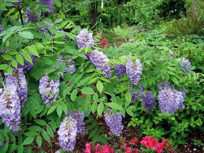 Wisteria frutescens - American Wisteria