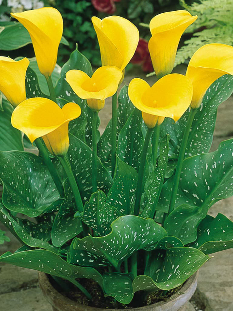 Zantedeschia Elliottiana Golden Calla Lily World Of Flowering Plants   Zantedeschia Elliottiana Golden Calla Lily1 1 