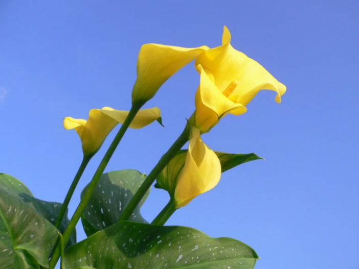 Zantedeschia elliottiana - Golden Calla Lily