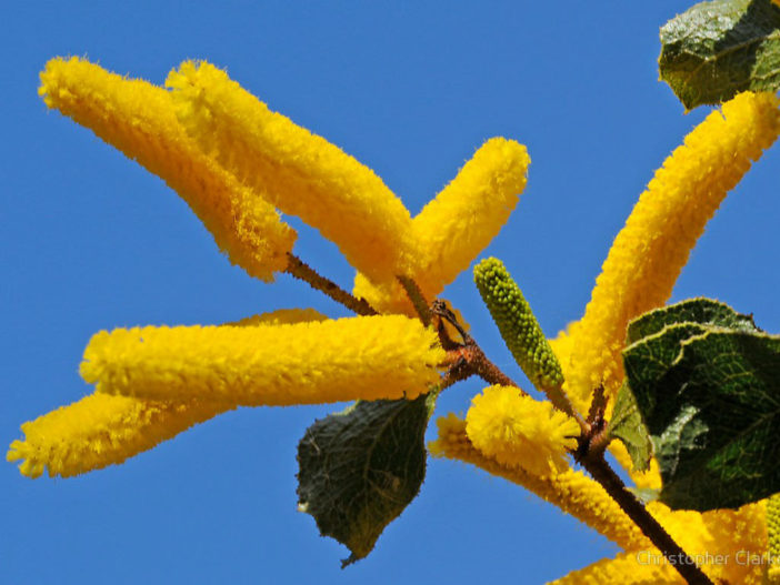 Acacia denticulosa - Sandpaper Wattle