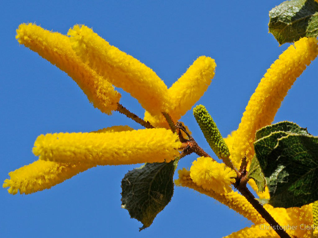 Acacia Denticulosa Sandpaper Wattle World Of Flowering Plants