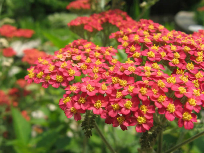 Achillea millefolium 'Red Beauty' - Red Beauty Yarrow