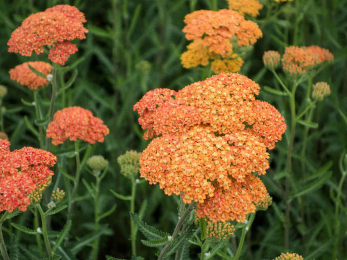 Achillea millefolium 'Terracotta' (Terracotta Yarrow) World of