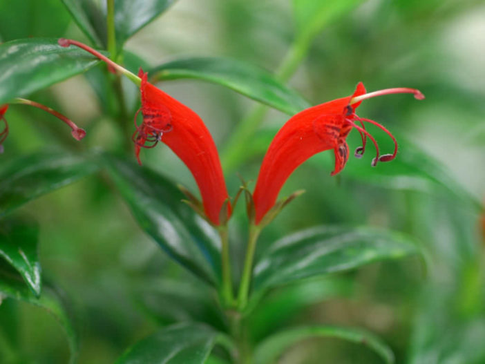 Aeschynanthus garrettii - Hardy Lipstick Plant