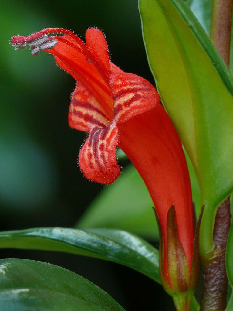 Aeschynanthus garrettii (Hardy Lipstick Plant) | World of Flowering Plants