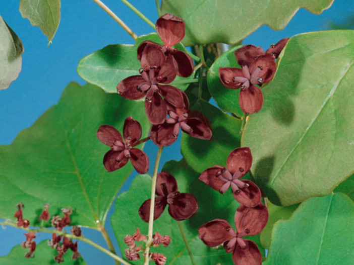 Akebia trifoliata - Three-leaf Akebia