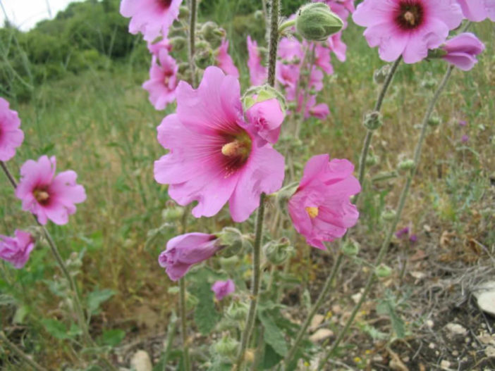 Alcea setosa - Bristly Hollyhock