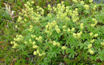 Alchemilla alpina – Alpine Lady’s Mantle Alchemilla alpina - Alpine Lady's Mantle
