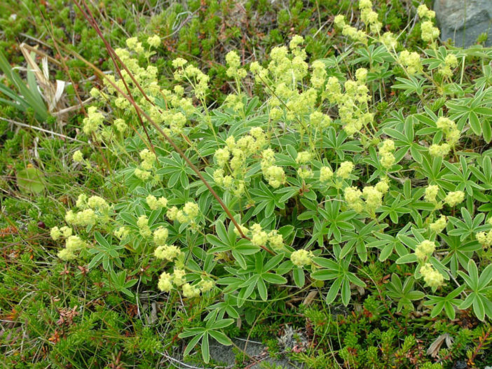 Alchemilla alpina - Alpine Lady's Mantle