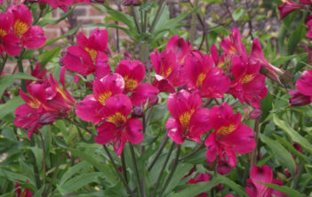 Alstroemeria ‘Tessa’ Alstroemeria 'Tessa'