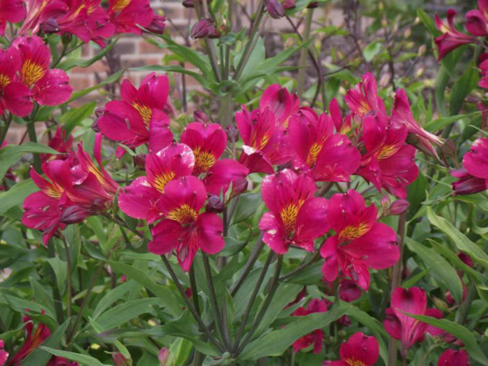 Alstroemeria 'Tessa'