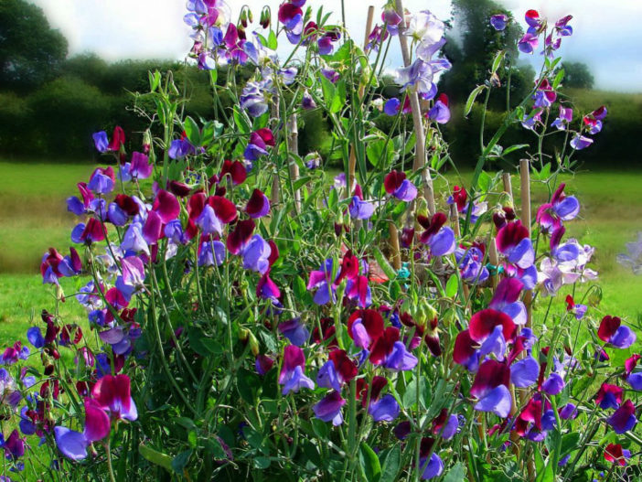 Lathyrus odoratus - Sweet Pea