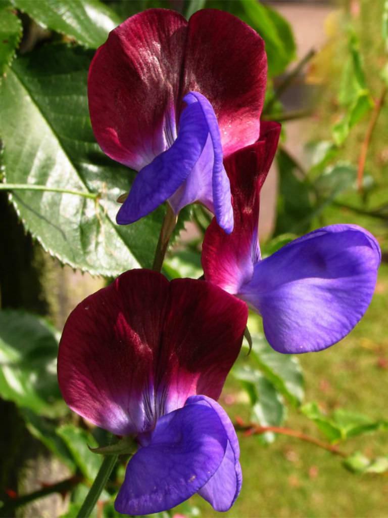 Lathyrus odoratus (Sweet Pea) | World of Flowering Plants