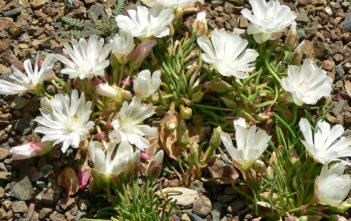 How to Grow and Care for Lewisia Lewisia