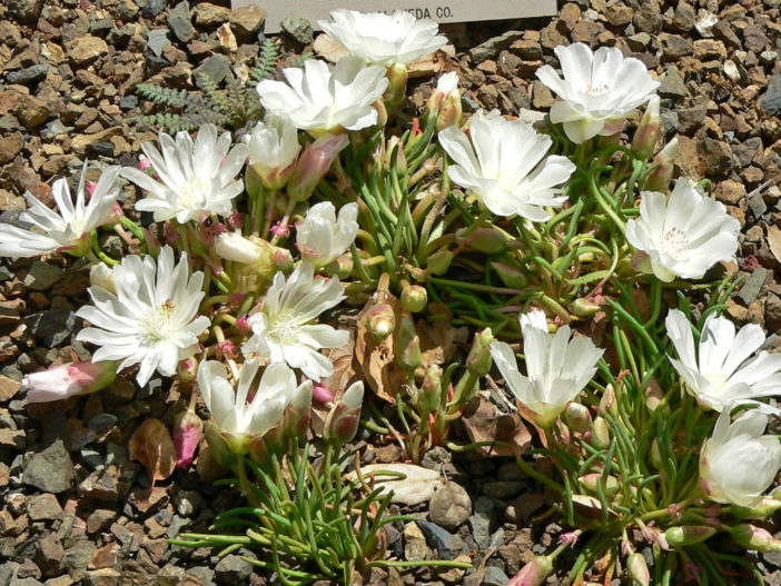 Lewisia