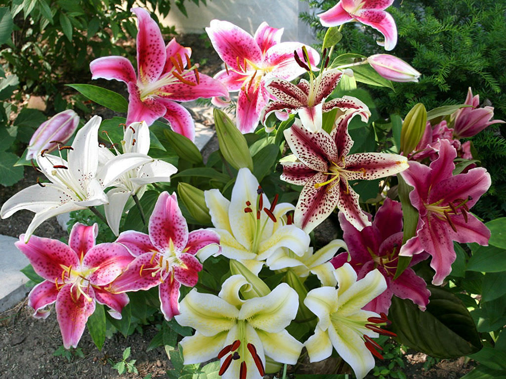 How to Grow and Care for Oriental Lilies - World of Flowering Plants