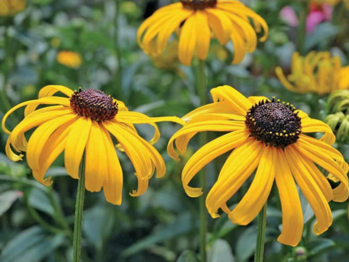 Rudbeckia fulgida 'Early Bird Gold' - Black-eyed Susan