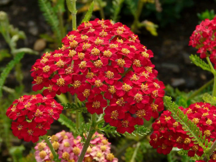 Achillea millefolium 'Paprika' (Paprika Yarrow)