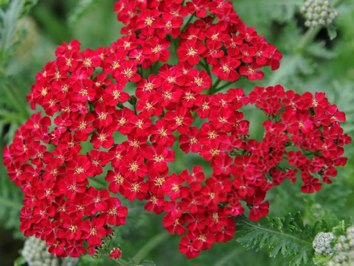 Achillea millefolium 'Red Velvet' (Red Velvet Yarrow)