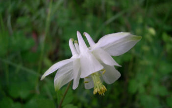 Aquilegia barbaricina (Barbaricina Columbine) Aquilegia barbaricina - Barbaricina Columbine