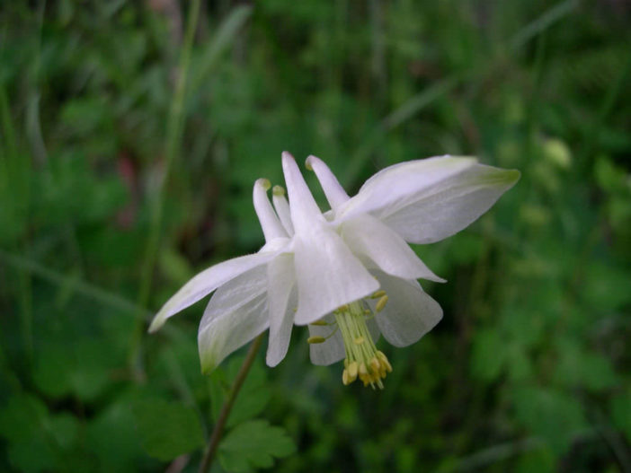 Aquilegia barbaricina - Barbaricina Columbine