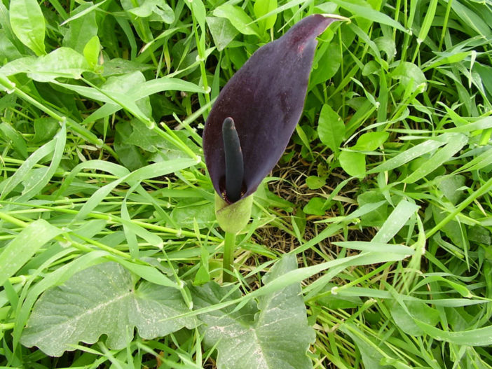 Arum palaestinum - Black Calla Lily