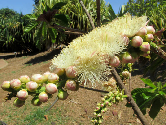 Barringtonia neocaledonica