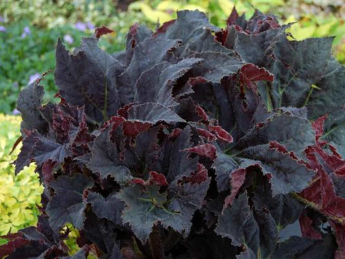 Begonia 'Black Mamba' (Black Mamba Begonia)