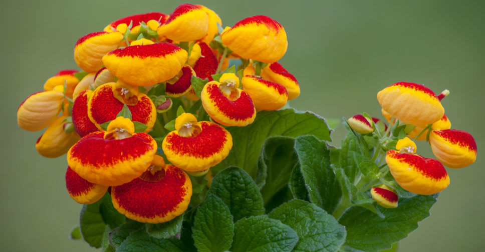 How To Grow Calceolaria 'Slipper Flower' | Horticulture.co.uk