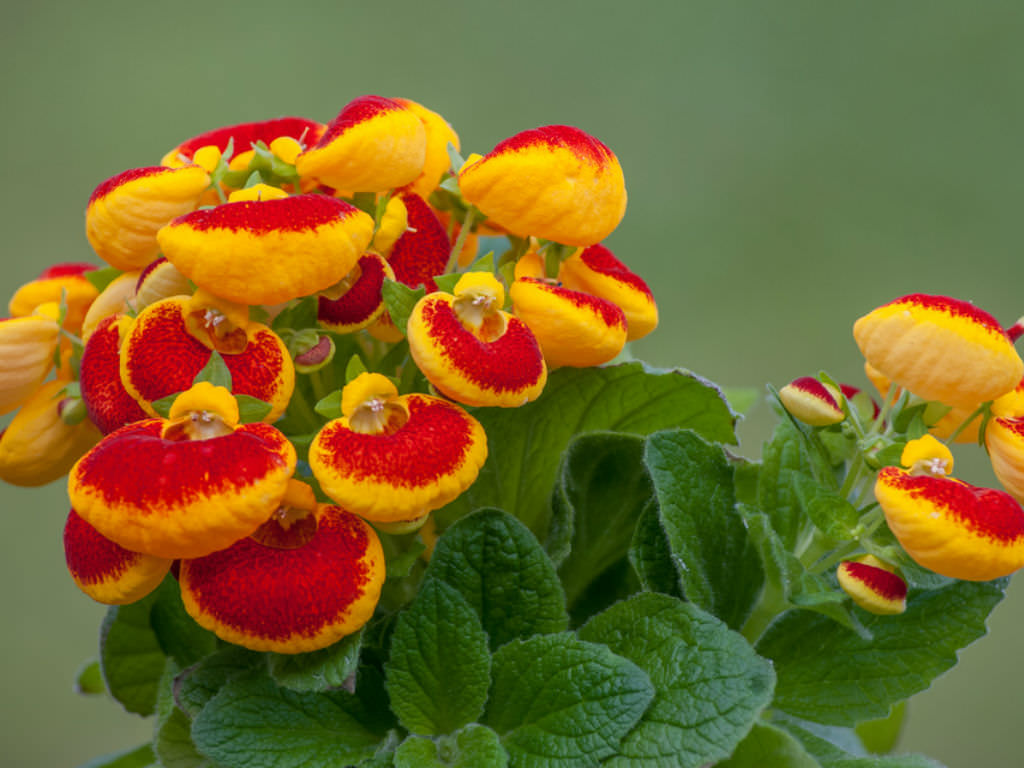 Lady's Purse Slipper Flower Calceolaria Herbeohybrida Isolated On White  Stock Photo, Picture and Royalty Free Image. Image 39483828.