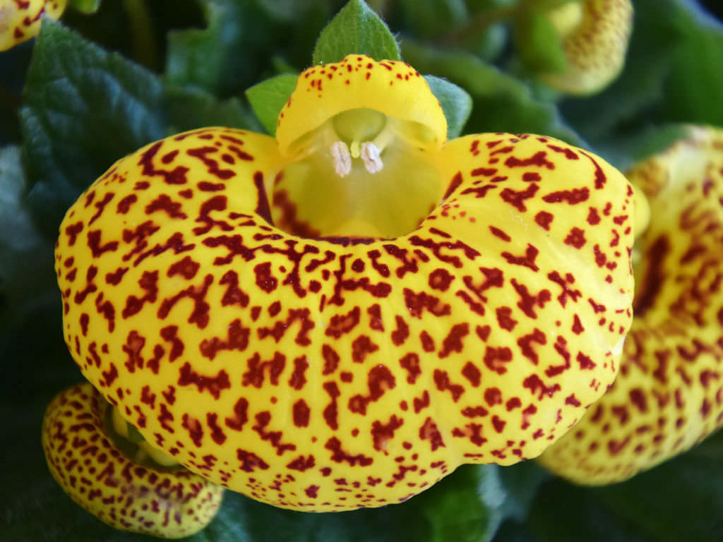 Calceolaria plant also called lady's purse, slipper flower, pocketbook  flower or slipperwort Stock Photo - Alamy