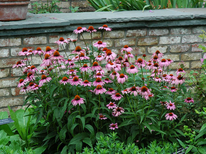 Echinacea purpurea 'Magnus' (Magnus Coneflower)