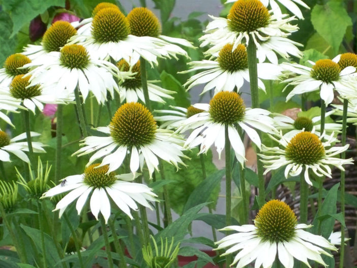 Echinacea purpurea 'White Swan' (White Swan Coneflower)