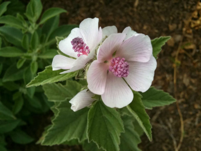 Herbs That Blossom Into Stunning Flowers (Althaea officinalis)