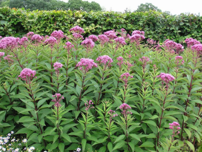 Herbs That Blossom Into Stunning Flowers (Eupatorium purpureum)