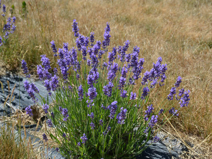 Lavandula angustifolia 'Hidcote' (English Lavender)