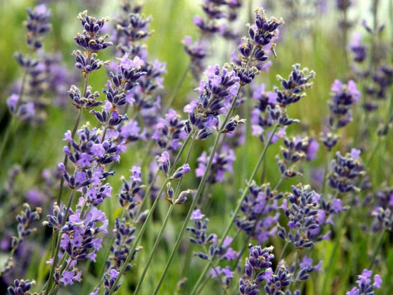 Lavandula angustifolia 'Munstead' (English Lavender) World of Flowering Plants