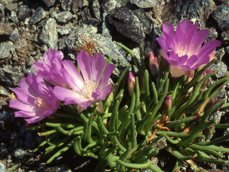 Lewisia rediviva (Bitter Root)