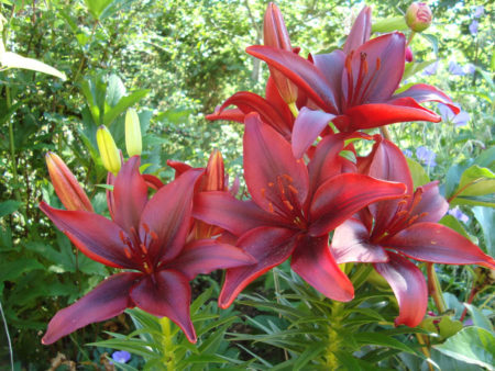 Lilium 'Black Out' (Asiatic Lily) - World of Flowering Plants