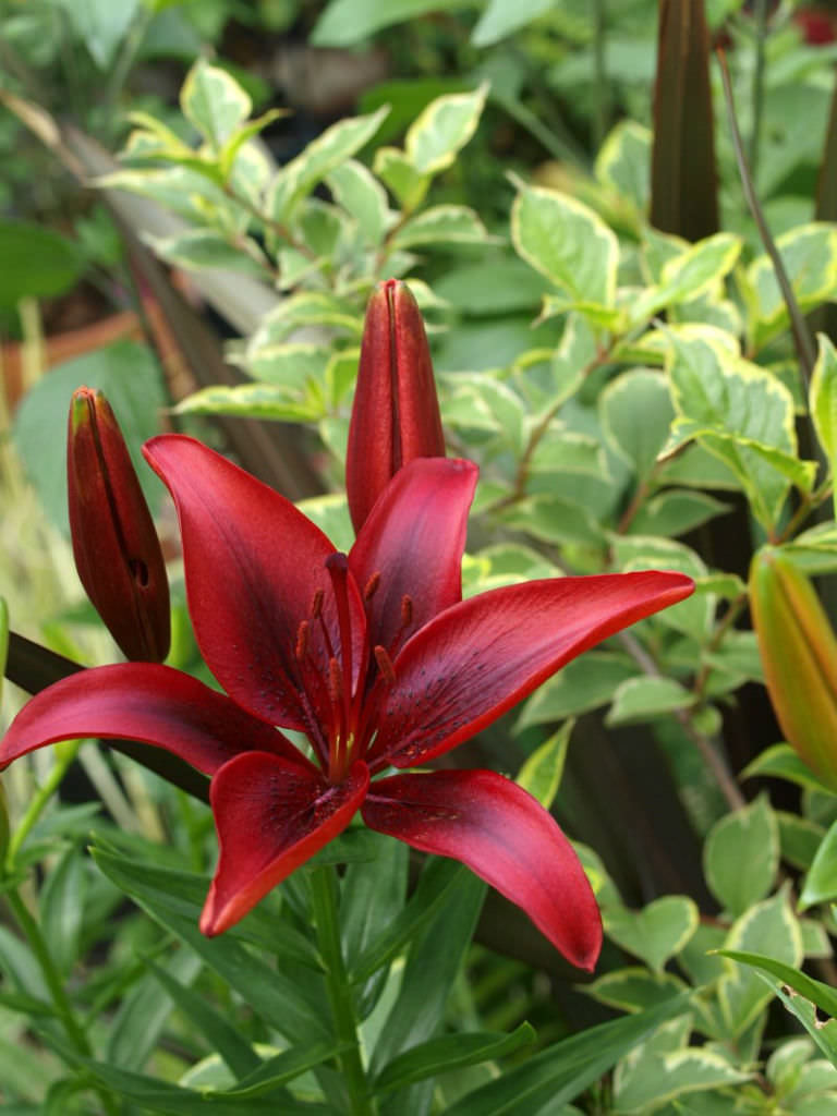 Lilium 'Black Out' (Asiatic Lily) - World of Flowering Plants