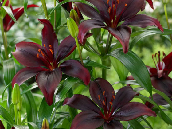 Lilium 'Mapira' (Asiatic Lily) - World of Flowering Plants