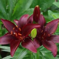 Lilium 'Mapira' (Asiatic Lily) - World of Flowering Plants