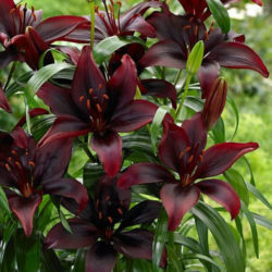 Lilium 'Mapira' (Asiatic Lily) - World of Flowering Plants