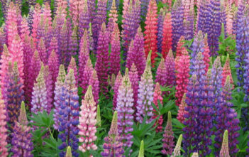 How to Grow and Care for Lupines Lupines