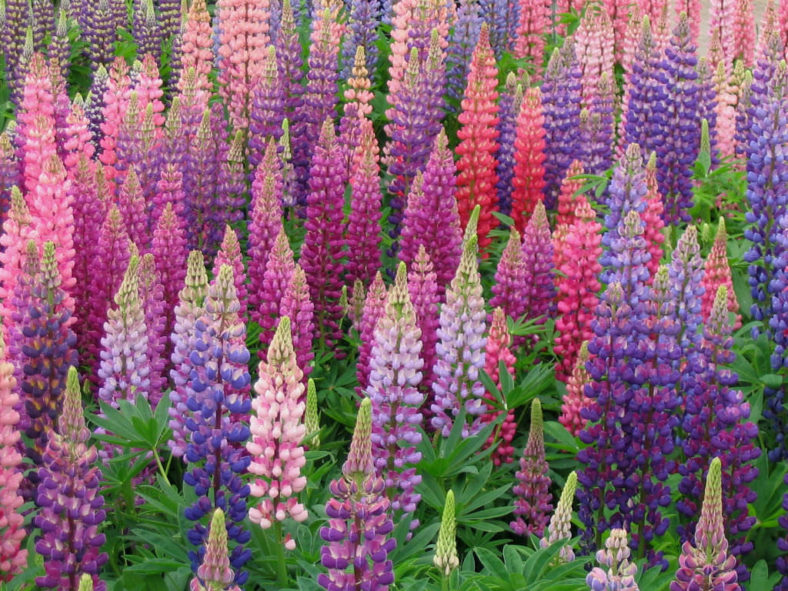 How to Grow and Care for Lupines World of Flowering Plants